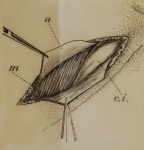 Riproduzione riservata Salani